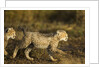 Playing Cheetah cubs by Anonymous