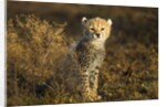 Cheetah Cub at Ngorongoro Conservation Area, Tanzania by Anonymous