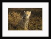 Cheetah Cub at Ngorongoro Conservation Area, Tanzania by Anonymous