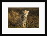 Cheetah Cub at Ngorongoro Conservation Area, Tanzania by Anonymous
