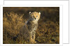 Cheetah Cub at Ngorongoro Conservation Area, Tanzania by Anonymous