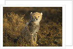 Cheetah Cub at Ngorongoro Conservation Area, Tanzania by Anonymous