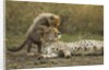 Cheetah cub and mother by Anonymous