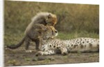 Cheetah cub and mother by Anonymous