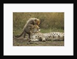 Cheetah cub and mother by Anonymous