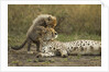 Cheetah cub and mother by Anonymous