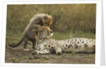 Cheetah cub and mother by Anonymous