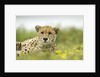Cheetah at Ngorongoro Conservation Area, Tanzania by Anonymous