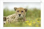 Cheetah at Ngorongoro Conservation Area, Tanzania by Anonymous