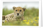 Cheetah at Ngorongoro Conservation Area, Tanzania by Anonymous