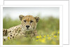 Cheetah at Ngorongoro Conservation Area, Tanzania by Anonymous