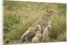 Cheetah and cubs in the rain by Anonymous