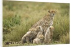 Cheetah and cubs in the rain by Anonymous
