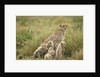 Cheetah and cubs in the rain by Anonymous