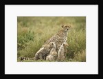 Cheetah and cubs in the rain by Anonymous