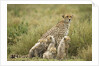 Cheetah and cubs in the rain by Anonymous