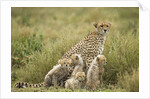 Cheetah and cubs in the rain by Anonymous