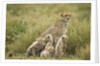 Cheetah and cubs in the rain by Anonymous