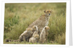 Cheetah and cubs in the rain by Anonymous