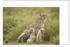 Cheetah and cubs in the rain by Anonymous