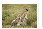 Cheetah and cubs in the rain by Anonymous
