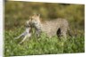 Cheetah and Hare by Anonymous