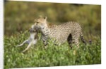 Cheetah and Hare by Anonymous