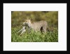 Cheetah and Hare by Anonymous