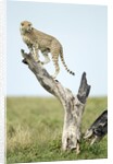 Cheetah at Ngorongoro Conservation Area, Tanzania by Anonymous