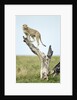Cheetah at Ngorongoro Conservation Area, Tanzania by Anonymous