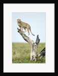 Cheetah at Ngorongoro Conservation Area, Tanzania by Anonymous