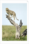 Cheetah at Ngorongoro Conservation Area, Tanzania by Anonymous
