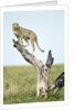 Cheetah at Ngorongoro Conservation Area, Tanzania by Anonymous