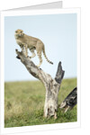 Cheetah at Ngorongoro Conservation Area, Tanzania by Anonymous