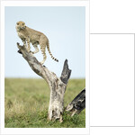 Cheetah at Ngorongoro Conservation Area, Tanzania by Anonymous