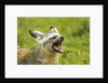 Bat Eared Fox by Anonymous
