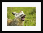 Bat Eared Fox by Anonymous