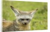 Bat Eared Fox by Anonymous