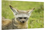 Bat Eared Fox by Anonymous