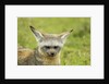 Bat Eared Fox by Anonymous