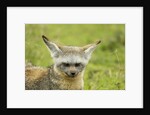 Bat Eared Fox by Anonymous