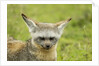 Bat Eared Fox by Anonymous