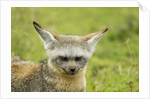 Bat Eared Fox by Anonymous