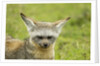 Bat Eared Fox by Anonymous