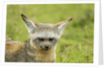 Bat Eared Fox by Anonymous