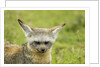 Bat Eared Fox by Anonymous