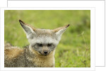 Bat Eared Fox by Anonymous