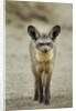 Bat Eared Fox by Anonymous