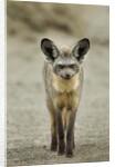 Bat Eared Fox by Anonymous