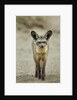 Bat Eared Fox by Anonymous